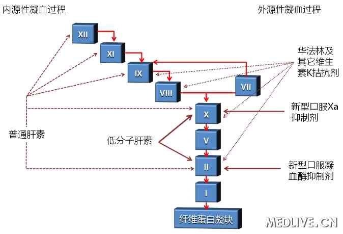 凝血过程及抗凝血药物作用点