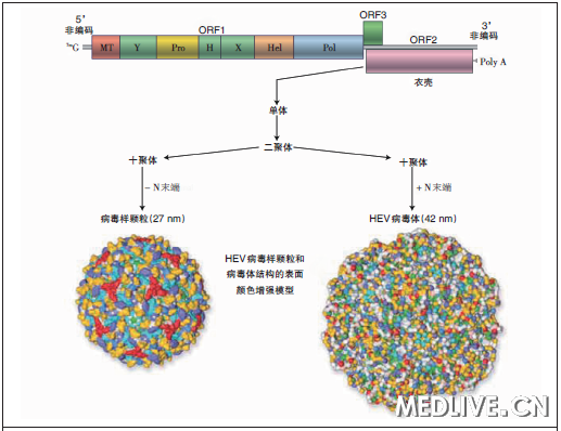 NEJM综述:戊型肝炎_戊型肝炎综述_HEV_NE