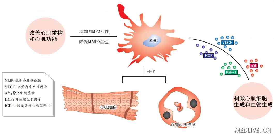 成体干细胞移植:糖尿病并发症治疗的新策略_成