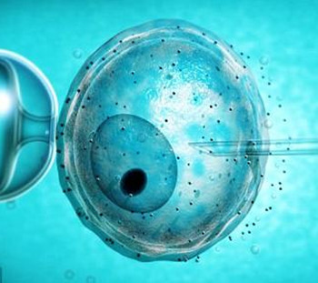 囊胚期胚胎移植(Blastocyst Transfer) 技术介绍