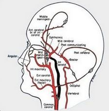 2014-04-21 侧支循环对单侧颈内动脉系统血管狭窄病人脑血流储备的