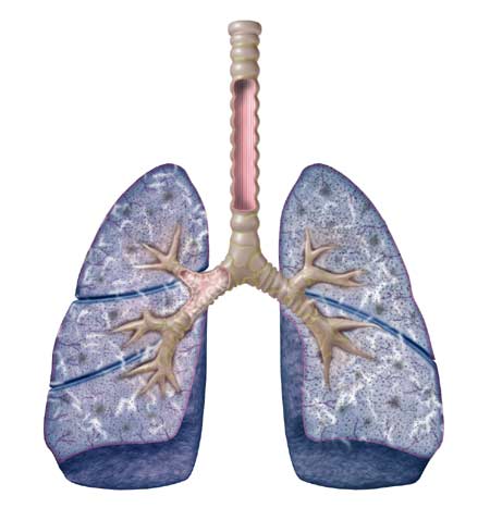 特发性肺纤维化研究进展与防治策略