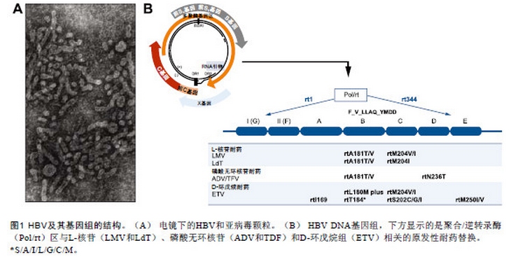 慢性乙型肝炎治疗失败的处理(上) .png
