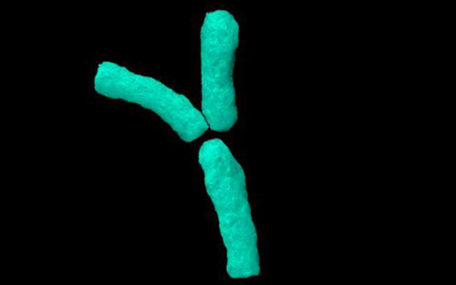 Y染色体:癌症和其他疾病的防卫者_Y染色体_规避癌症基因_医脉通