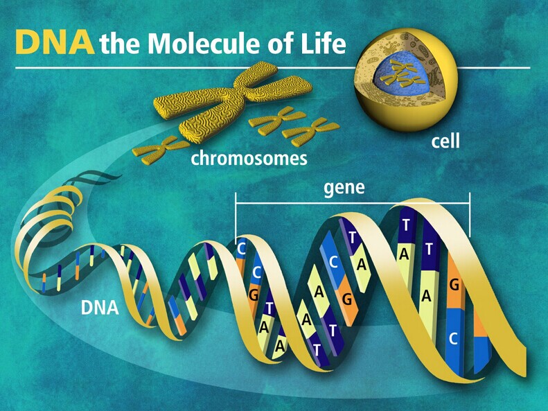 GWAS研究发现新的胰腺癌遗传风险标记