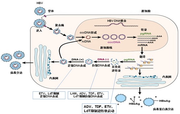 核苷(酸)类似物治疗慢性乙型肝炎的长期性_乙