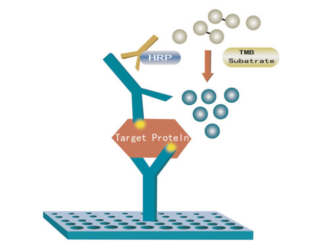 这些问题才是导致ELISA测定结果出错的元凶?_ELISA _测定结果_出错_医脉通