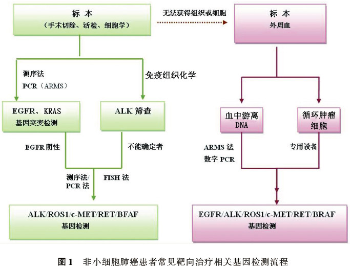 非小细胞肺癌靶向药物治疗相关基因检测的规范建议