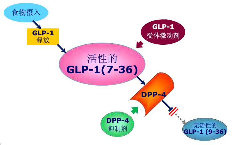 GLP-1受体激动剂那些事儿_GLP-1受体激动剂