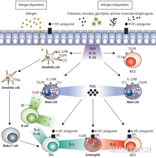 前列腺素D2受体拮抗剂:嗜酸粒细胞性哮喘新型