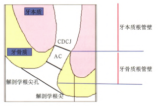 口腔专区 文章详情 a,b:直牙根解剖学根尖及其贼影像;c,d:直