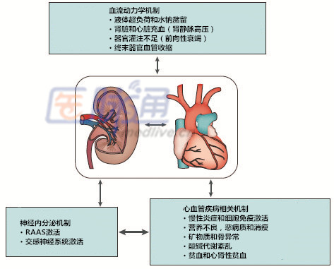 血流动力学机制