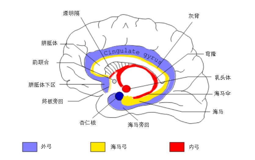 化繁为简、里外开「弓」认识边缘系统_边缘系