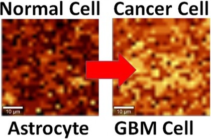 石墨烯变身医疗传感器:可检测出大脑癌细胞_石