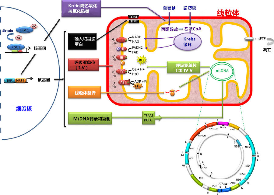 卵巢衰老:线粒体在卵母细胞和卵泡中的作用_卵