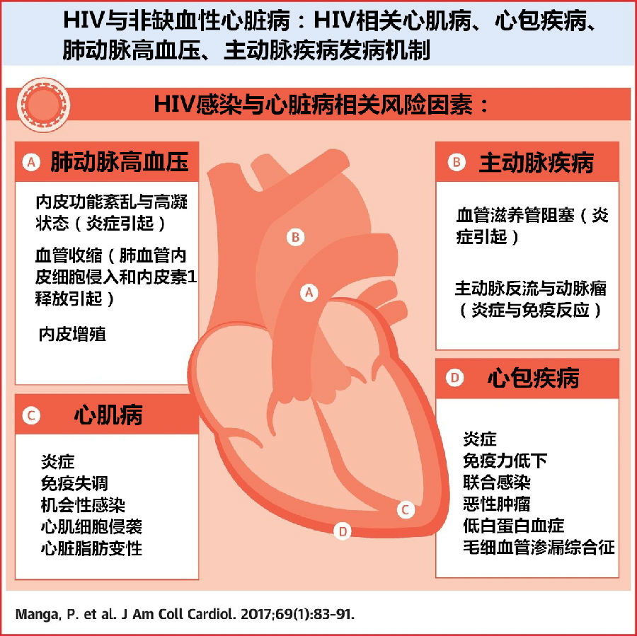 hiv与心脏病:图解发病机制