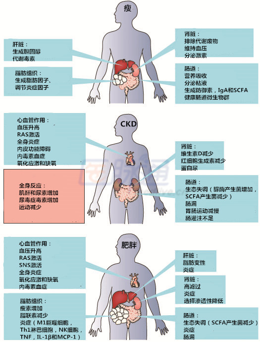 肥胖与肾脏病的作用机制