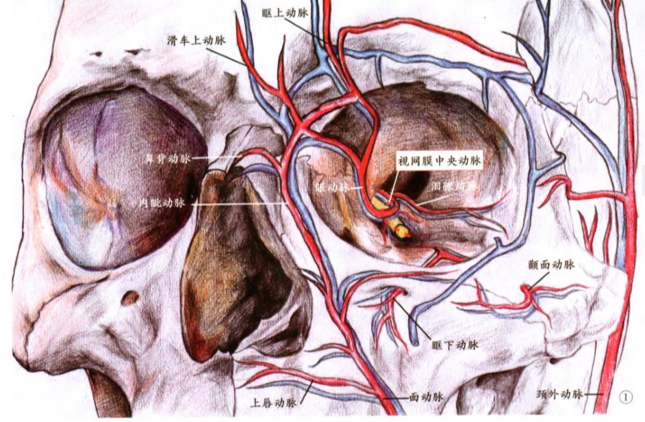 透明质酸钠对颞下颌关节骨关节病患者关节滑液中基质