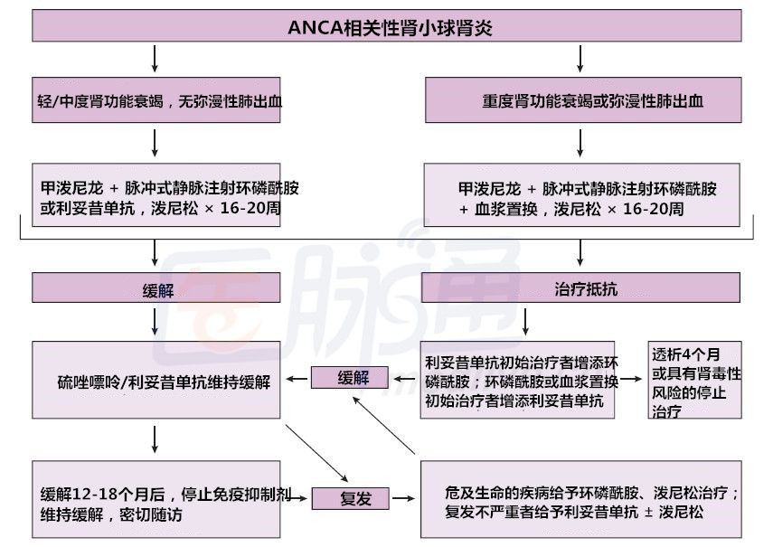 anca相关性肾小球肾炎治疗流程图