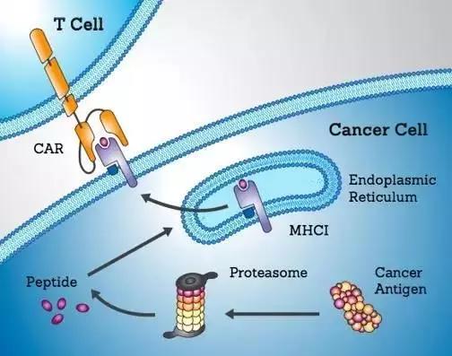 三,针对肿瘤特异性胞内靶点的car-t为治愈血液肿瘤带来新希望