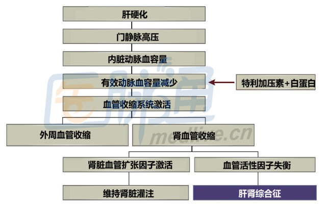 综述:肝肾综合征的诊疗_肝肾综合征_肾功能异