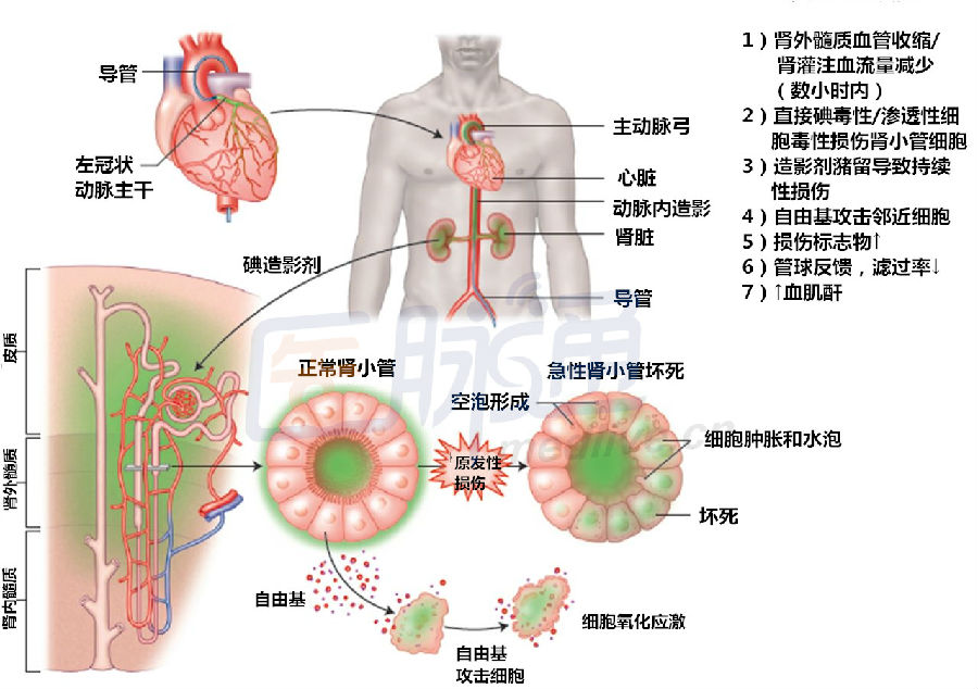 细胞膜的功能_细胞膜损伤_简单细胞膜图片