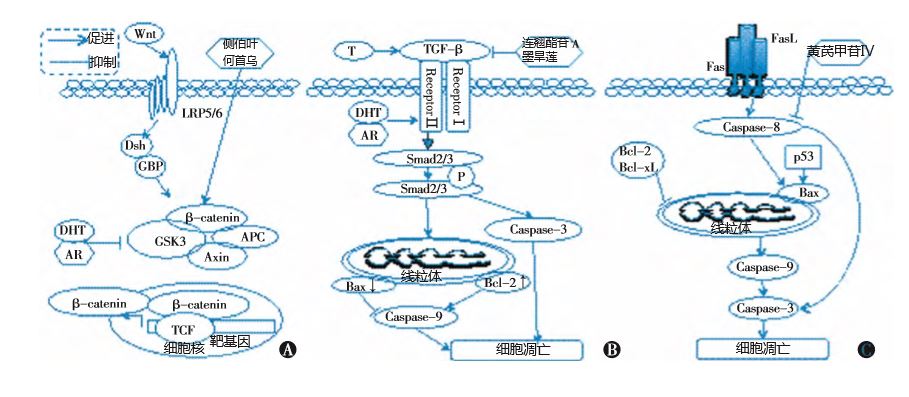 中草药治疗雄激素性秃发的实验研究进展
