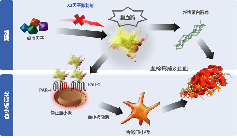 图3  xa因子抑制剂抑制凝血酶爆发式生成和血小板活化聚集