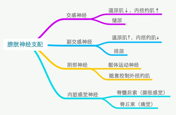 膀胱的神经支配