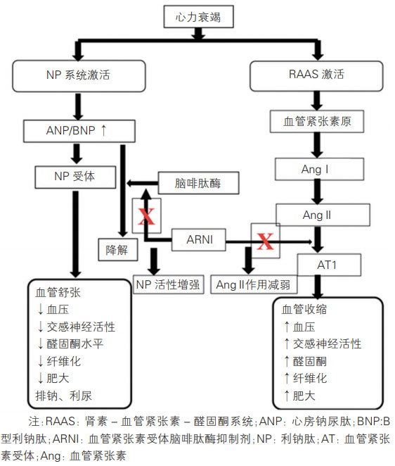 图5 血管紧张素受体脑啡肽酶抑制剂作用机制示意图