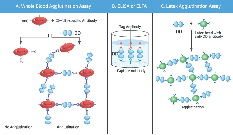 关于d-二聚体你知道或不知道的两三事_利马医药网