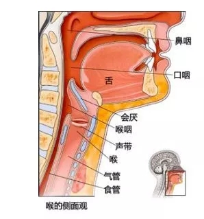 喉癌和讲话多有关吗?