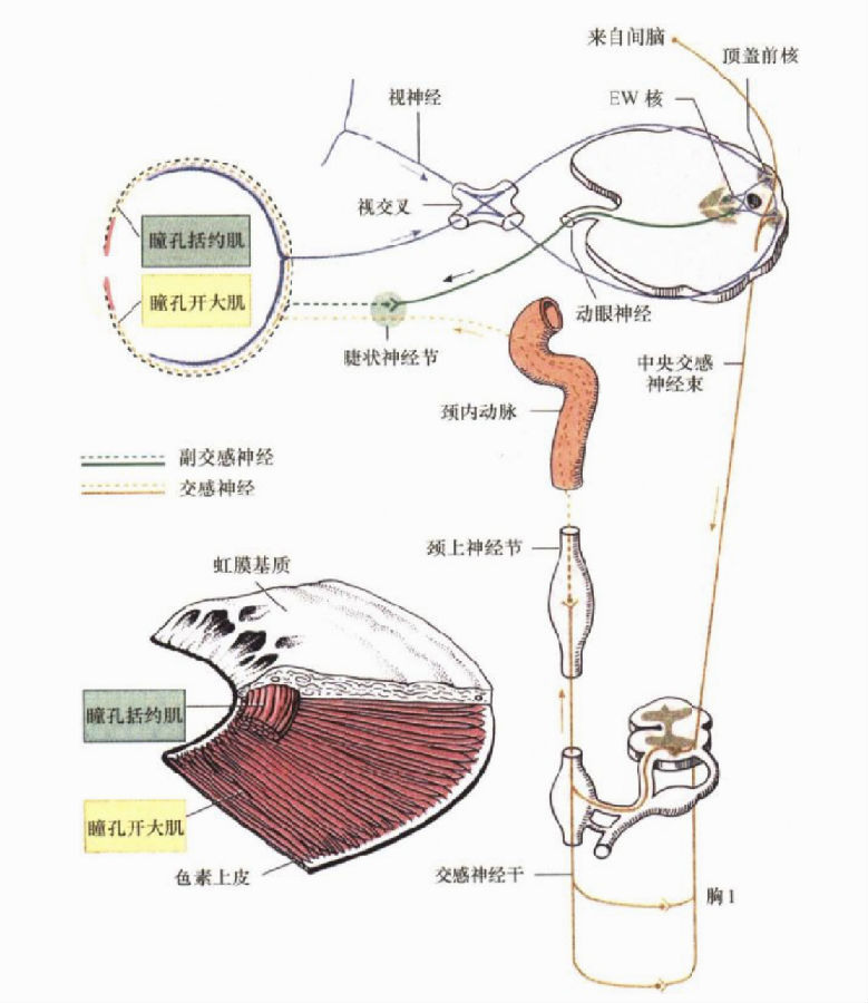 图说解剖:"上睑下垂"的定位诊断