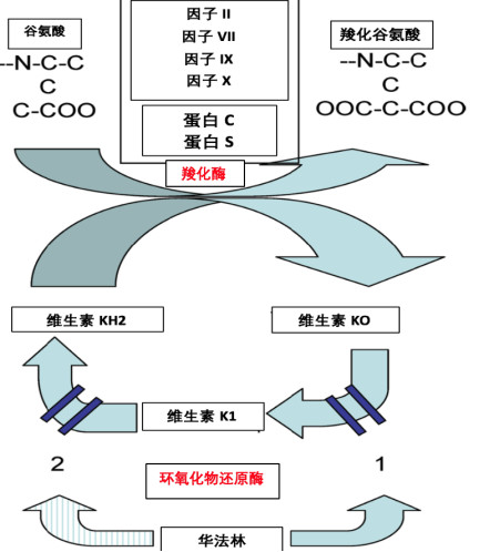 华法林之旅华法林的作用及其影响因素