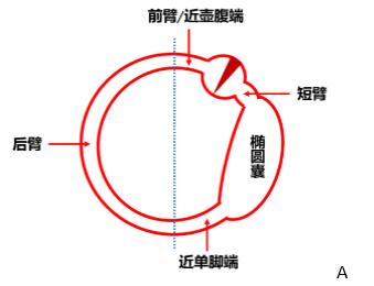 图文并茂:水平半规管bppv眼震的机制再认识丨"晕"筹帷幄