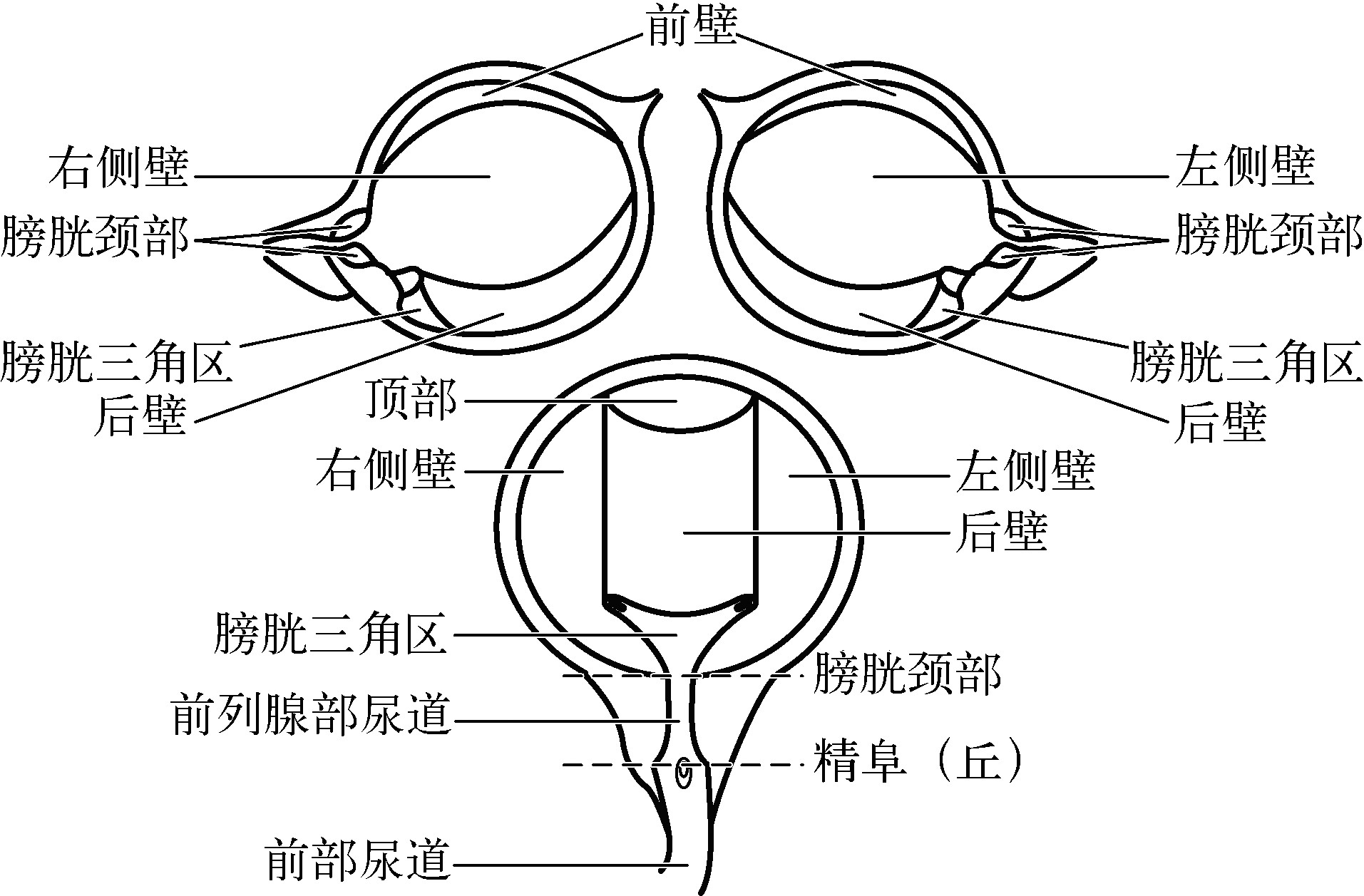 膀胱输尿管解剖及超声表现 | 临床必备