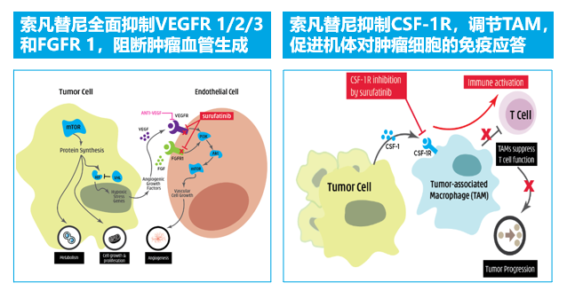 AACR 2020：<font color="red">索</font>凡替尼联合特瑞<font color="red">普</font><font color="red">利</font><font color="red">单抗</font>治疗晚期实体瘤Ⅰ期研究结果公布