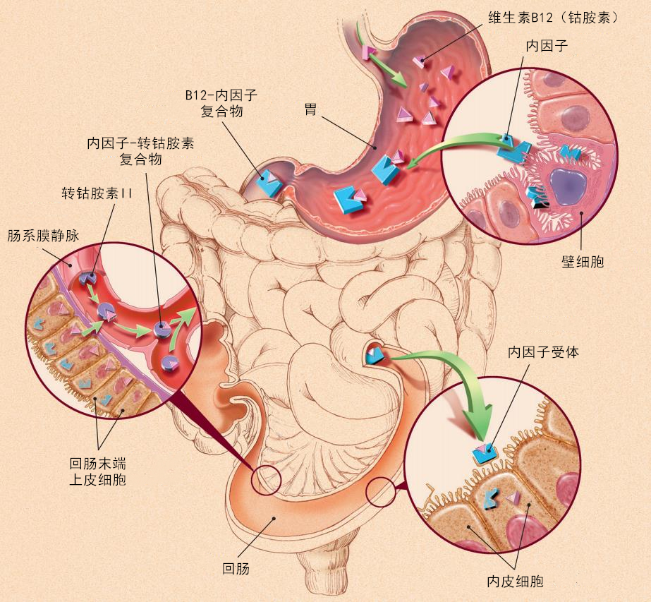 "隐秘的角落"——糖尿病患者,警惕维生素b12缺乏!| 临床拾遗