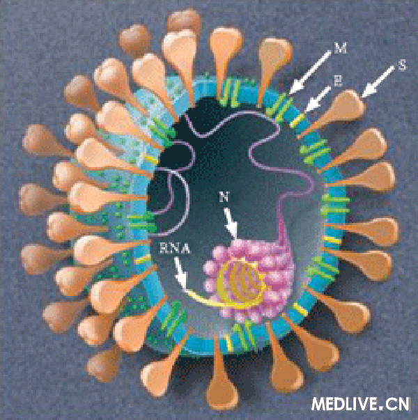 sars病毒结构示意图图片