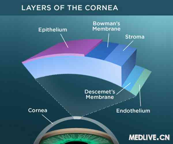 人類角膜的解剖結構被重新定義新發現的前descemet層dua層