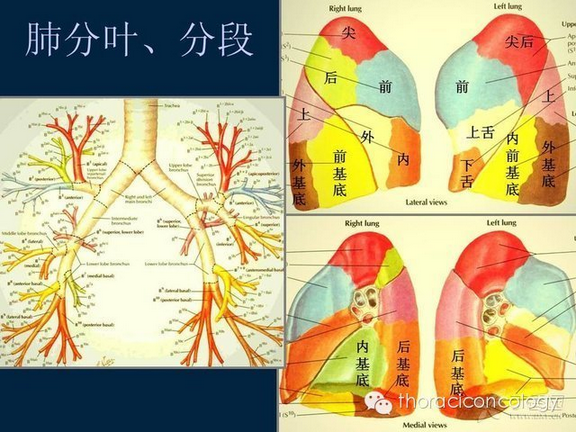 肺部解剖分叶分段图片