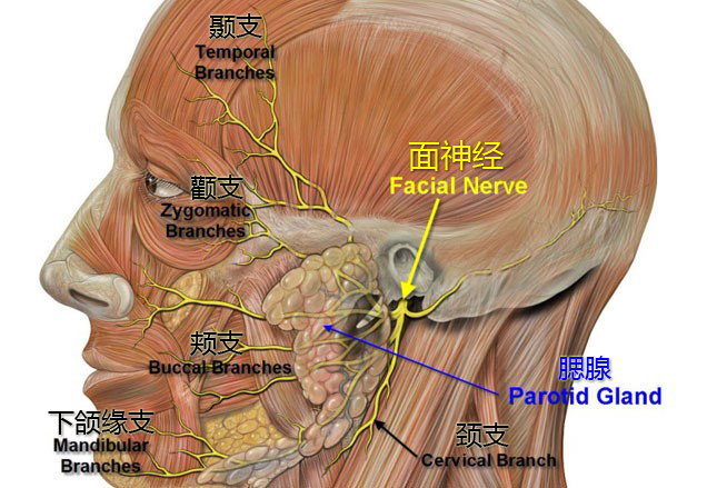下颌缘支神经位置图图片