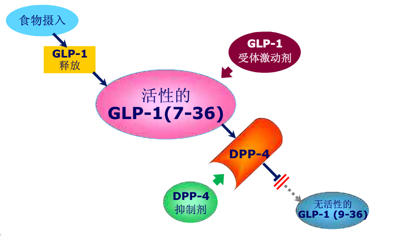 glp-1受体激动剂那些事儿_glp-1受体激动剂_利拉鲁肽_艾塞那肽