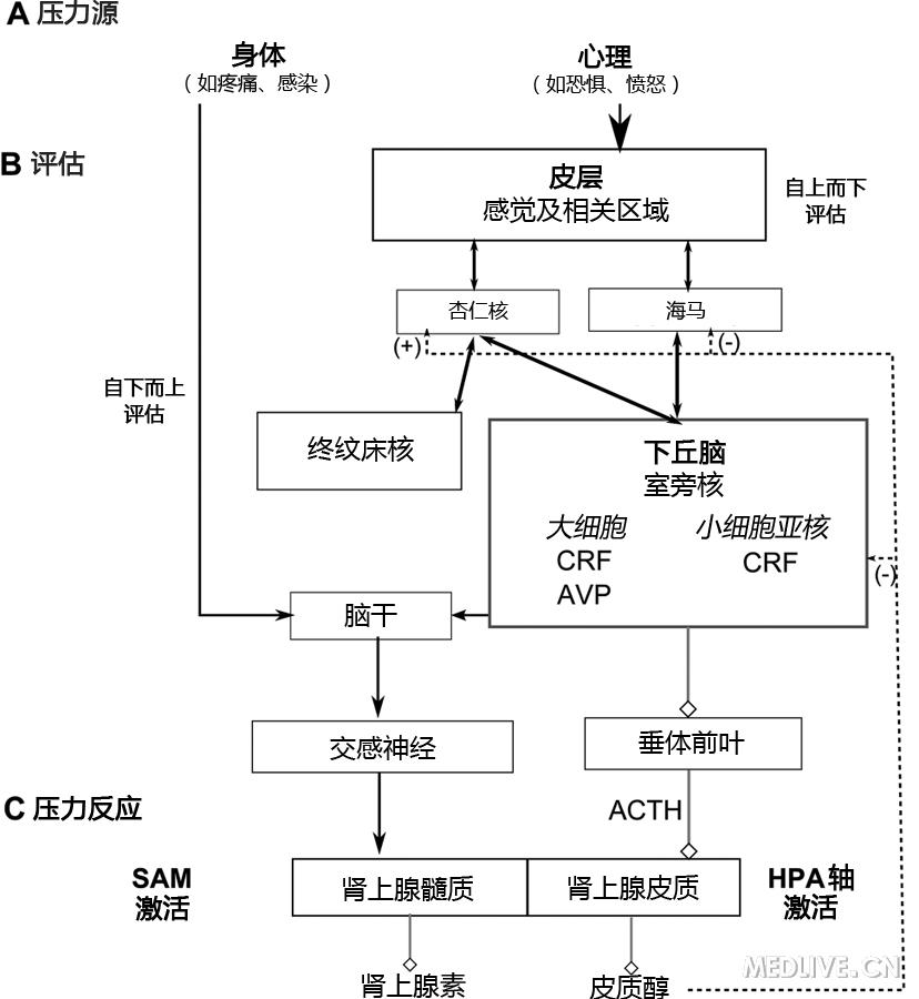 應激是身體對任何改變的需求產生的非特異性反應,並由多種部分組成.