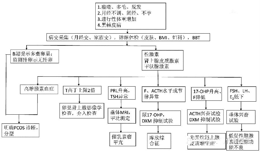 多囊卵巢综合症图解图片