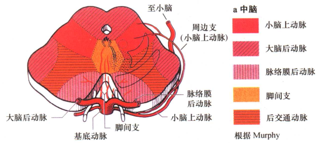 我们先来看看大脑脚的解剖及其主要供血动脉