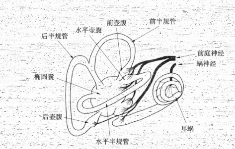 半规管解剖结构图图片