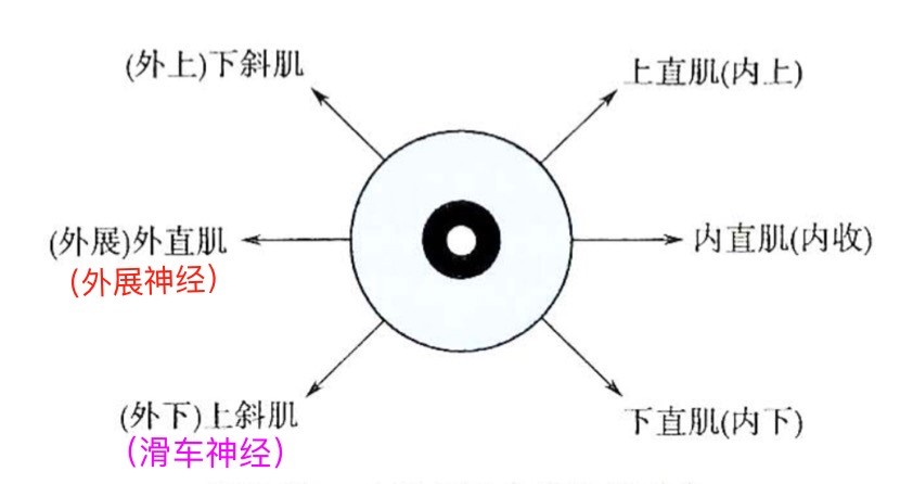 一文道破眼球运动障碍