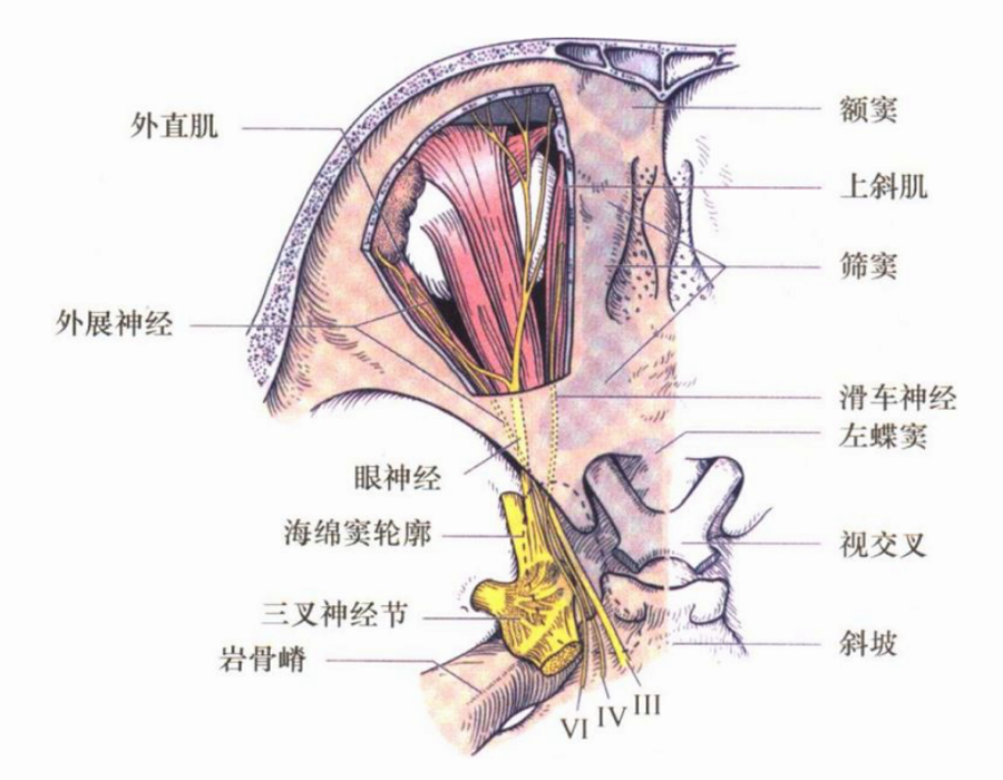 图3  眼肌运动神经走行(背面观)