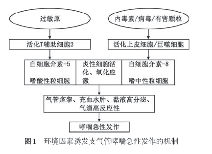 (二)病理和病理生理 哮喘急性发作的病理和病理生理机制见图2